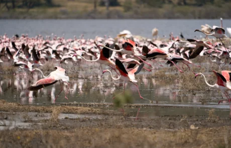 Flamenko-saldoa hegan hasten Nakuru lakuan Ehunka flamenko arrosa hegan hasten Nakuru lakuko uren gainean, Kenya