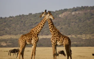Bi jirafa lepoak elkarri lotuta Tanzaniako sabanan, ñuak atzean bazkatzen