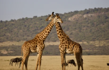 Bi jirafa lepoak elkarri lotuta Tanzaniako sabanan, ñuak atzean bazkatzen