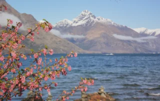 Wakatipu lakua eta mendi elurtuak Queenstownen Lore arrosak Wakatipu lakuaren ondoan eta mendi elurtuak atzealdean Queenstownen, Zeelanda Berria