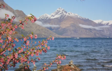Wakatipu lakua eta mendi elurtuak Queenstownen Lore arrosak Wakatipu lakuaren ondoan eta mendi elurtuak atzealdean Queenstownen, Zeelanda Berria