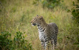 Leopardo de pie entre la hierba alta y los arbustos durante un safari en la zona del Kruger, Sudáfrica