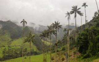 Argizari-palmondo erraldoiak Cocora haraneko muino berde eta lainotsuen gainean, Kolonbia
