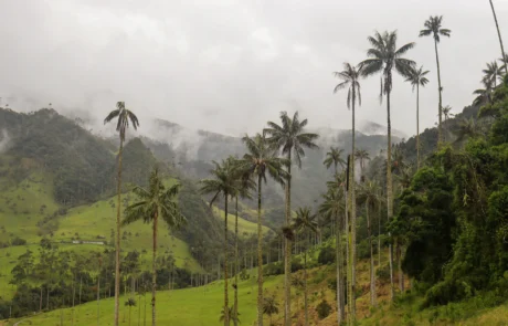 Argizari-palmondo erraldoiak Cocora haraneko muino berde eta lainotsuen gainean, Kolonbia