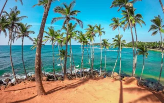 Koko-palmondoak ozeano turkesaren aurrean, Mirissako Coconut Tree Hill muinoan