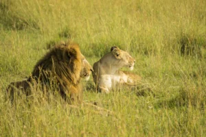 Lehoi arra eta emea elkarrekin etzanda, Masai Mara erreserbako belar altuan (Kenya)