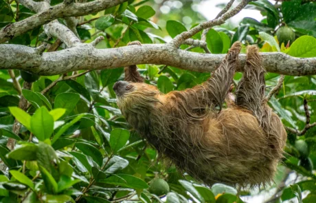 Nagi bat buruz behera adar batetik zintzilik hosto tropikalen artean, Puerto Viejo inguruan, Costa Rica