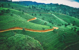 Plantaciones de té en las colinas de Nuwara Eliya, Sri Lanka Colinas verdes cubiertas de plantaciones de té y caminos rojizos en las tierras altas de Sri Lanka