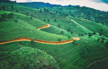 Plantaciones de té en las colinas de Nuwara Eliya, Sri Lanka Colinas verdes cubiertas de plantaciones de té y caminos rojizos en las tierras altas de Sri Lanka
