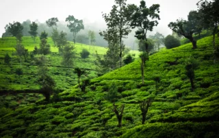 Te-landaketez estalitako muinoak zuhaitz eta lainoen artean, Nuwara Eliyan, Sri Lankan