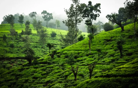 Te-landaketez estalitako muinoak zuhaitz eta lainoen artean, Nuwara Eliyan, Sri Lankan