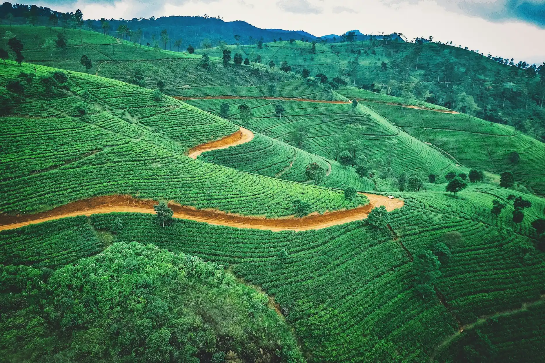 Colinas cubiertas de plantaciones de té entre árboles y bruma en Nuwara Eliya, Sri Lanka