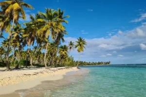 Playa de arena blanca con palmeras inclinadas sobre el agua turquesa de isla Saona, en el Caribe