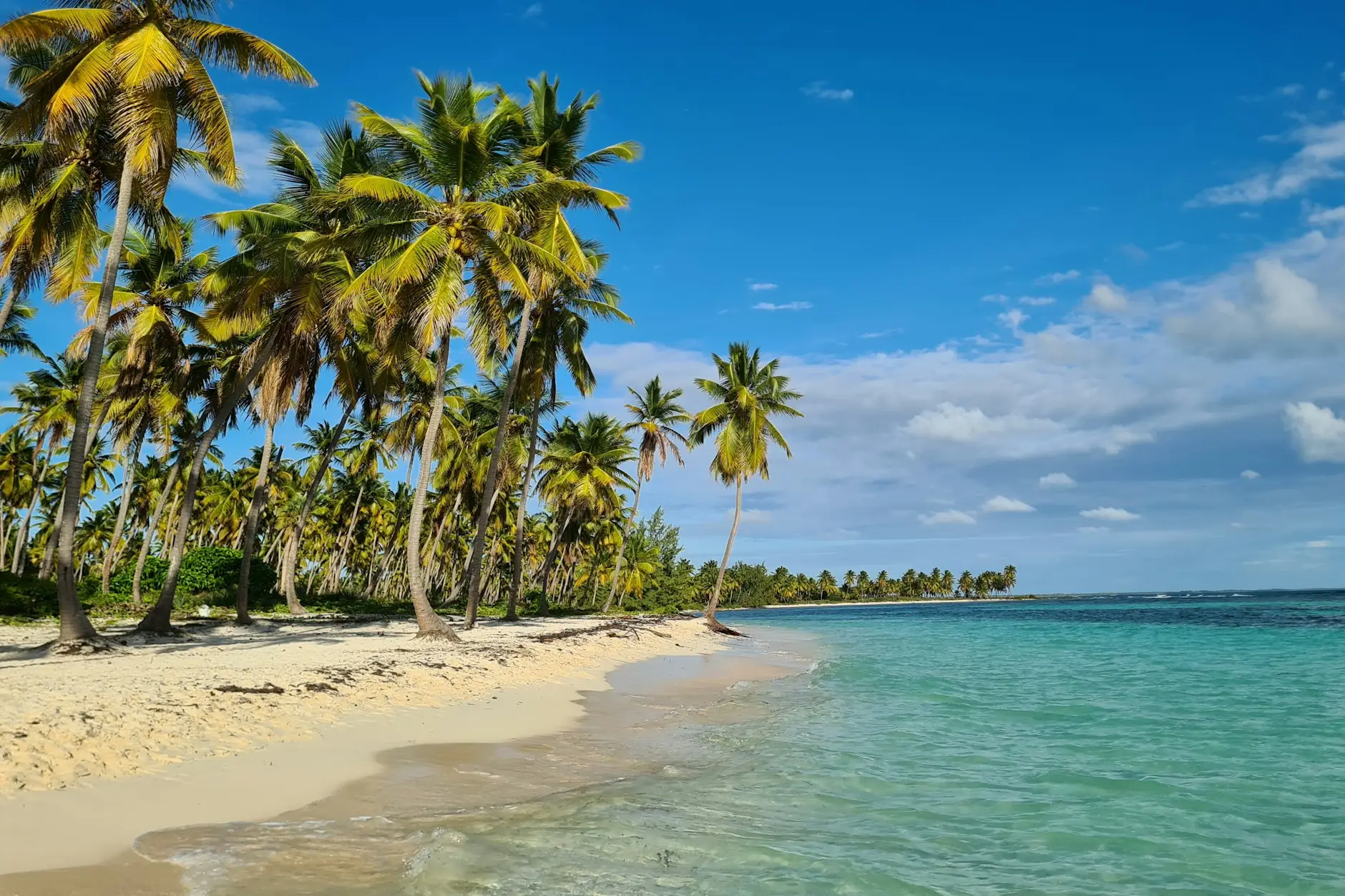 Playa de arena blanca con palmeras inclinadas sobre el agua turquesa de isla Saona, en el Caribe