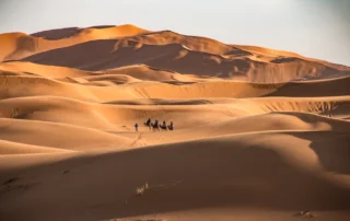 Caravana de dromedarios entre las dunas de Erg Chebbi Una pequeña caravana de dromedarios cruza las dunas doradas de Erg Chebbi, en el Sáhara marroquí